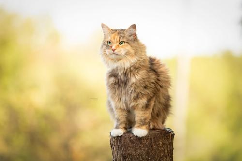 Chats