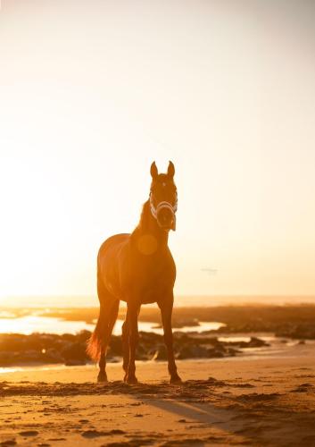 Chevaux